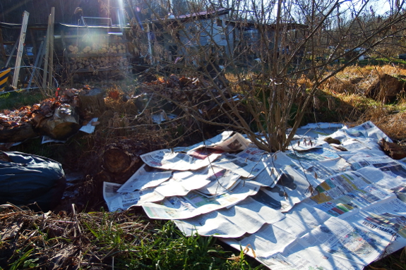 Newspaper kill mulch