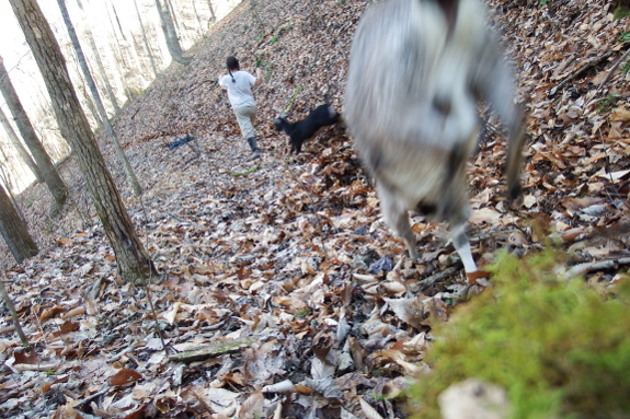 Raking leaves with goats