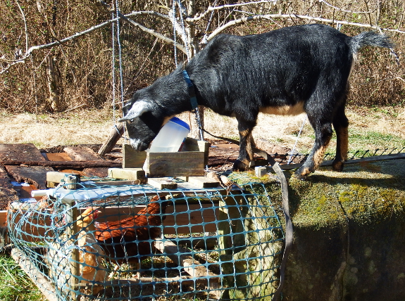 Goat on chicken tractor