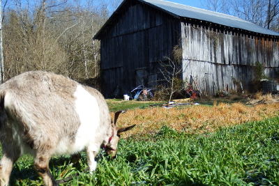 Oats in winter