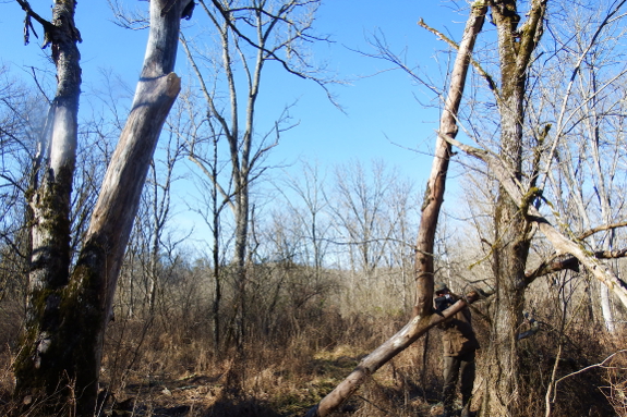 Standing dead tree