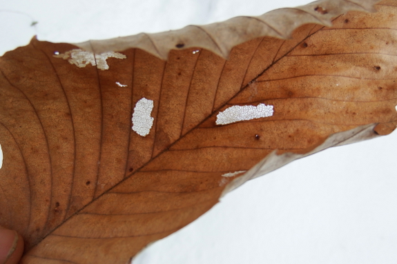 Beech leaf