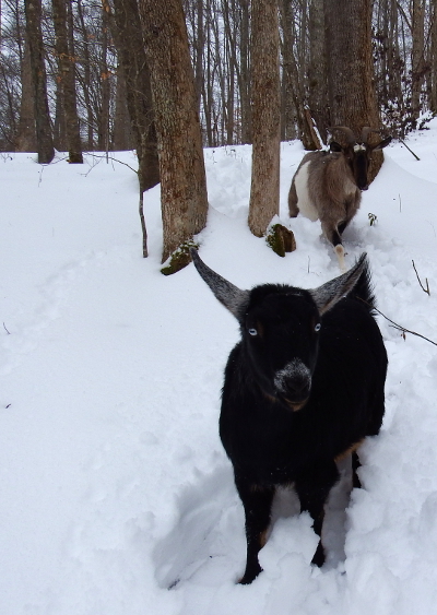 Goats in the snow