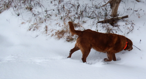 Snow dog