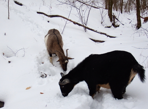 Snowy goats