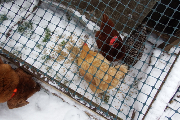 Chickens eating in the snow