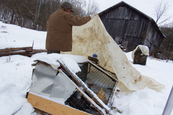 Covering a chicken tractor