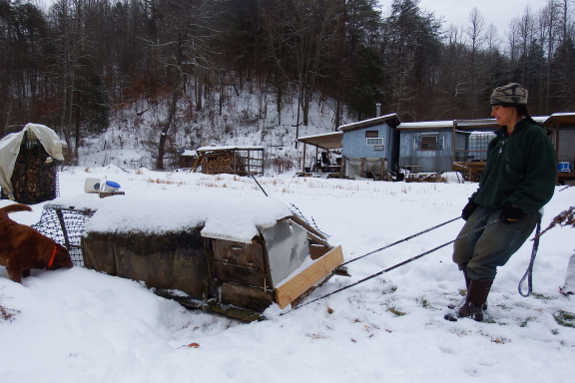 Pulling a chicken tractor