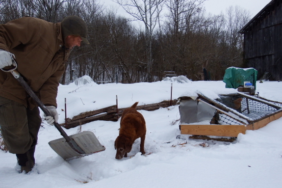 Shoveling a spot to move the chicken tractor