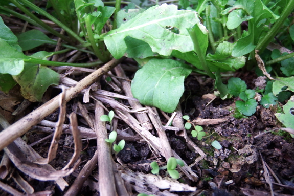 Lettuce seedlings