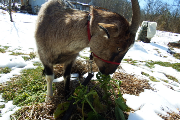 Goat eating brussels sprout