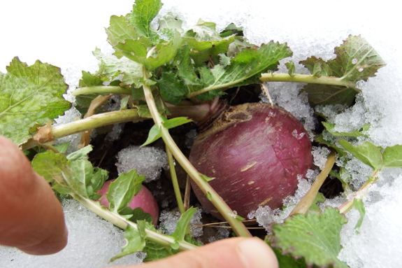 Snowy turnip
