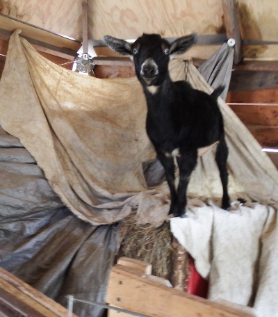 Climbing goat