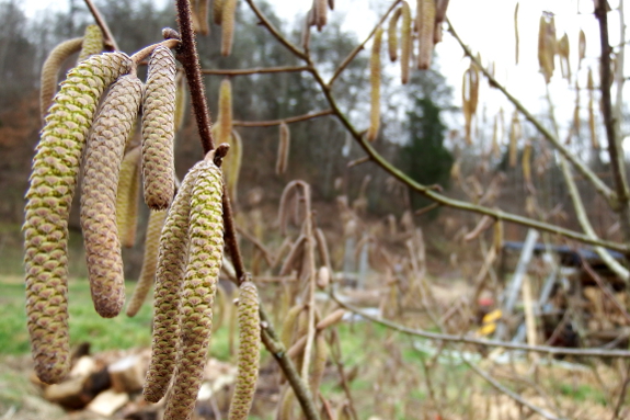 Hazel catkins