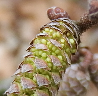 Hazel stamens