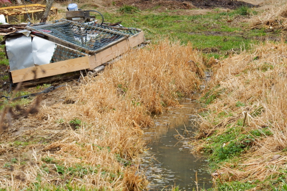 Chicken tractor on fall oats