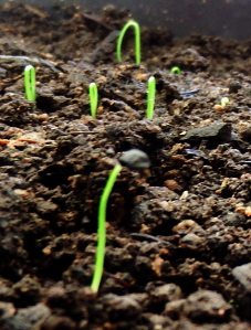 Onion seedlings