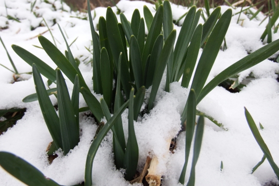 daffodil in the snow