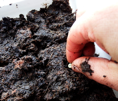 Planting into a soil cube