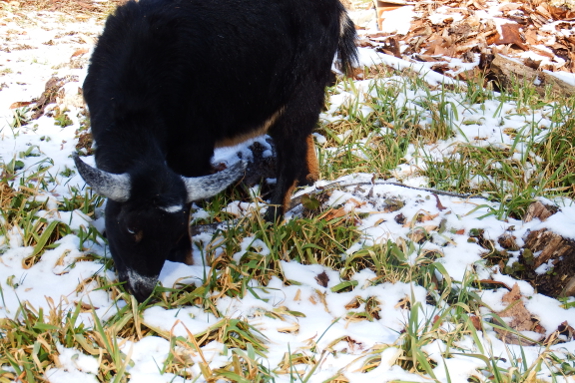 Goat eating in the snow