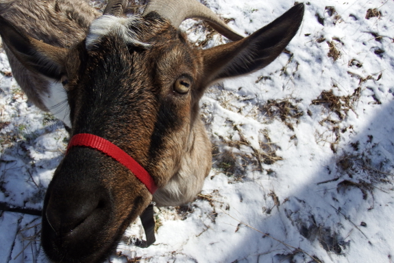 Goat in the snow