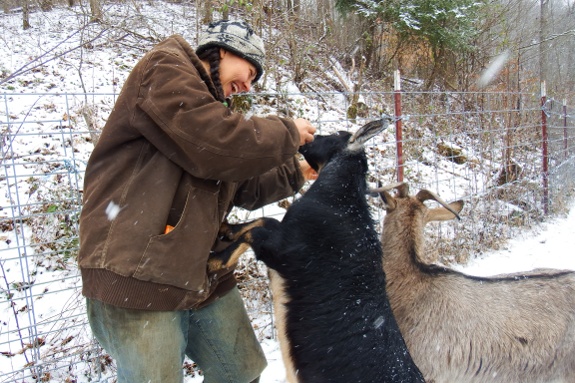 goat eating clementine peels in the snow