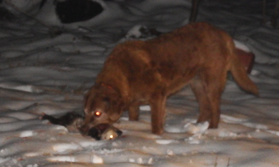 Dog with opossum