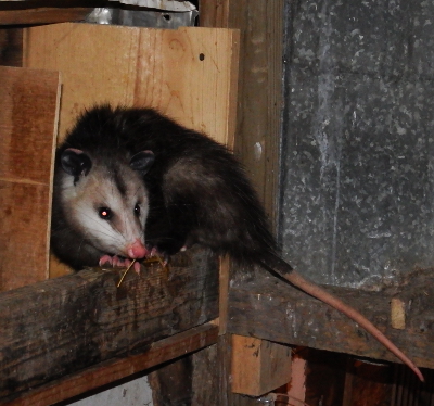 Opossum in the nest box