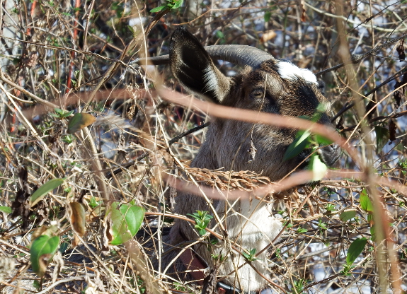 Goat in the weeds