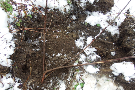 Inside a rootstock mound