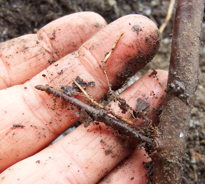 Rooting rootstock