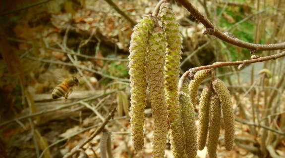 Honeybee gathering hazel pollen