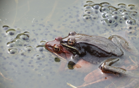 Mating wood frogs
