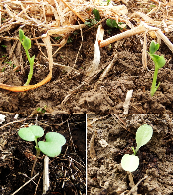 Spring seedlings