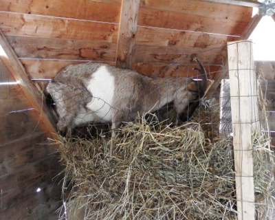 Goat in the manger