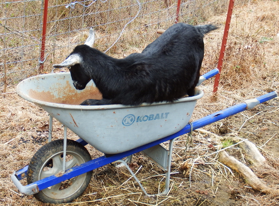 Goat in a wheelbarrow