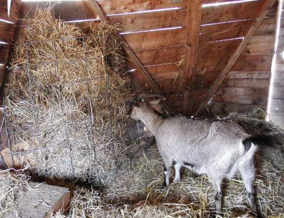 New goat manger