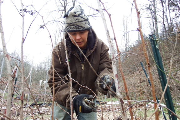 Pruning raspberries