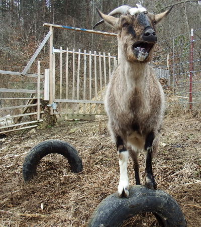 Yawning goat