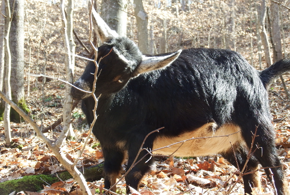 Goat eating twigs