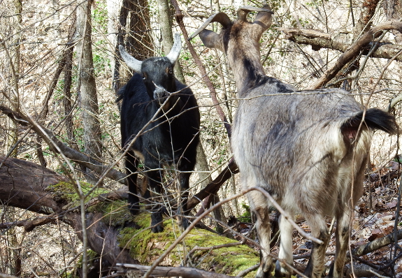 Goats on a log