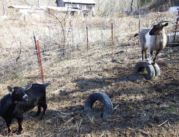 goats with crushed tire