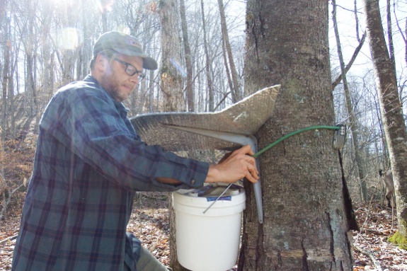 tapping black birch tree for first time of 2016