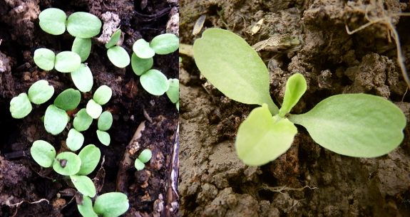 Baby lettuce