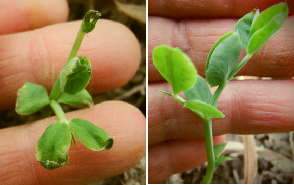 Frost-nipped pea seedlings