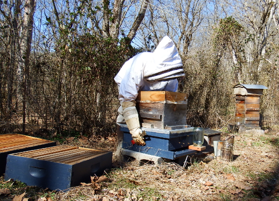 Opening up the winter hive