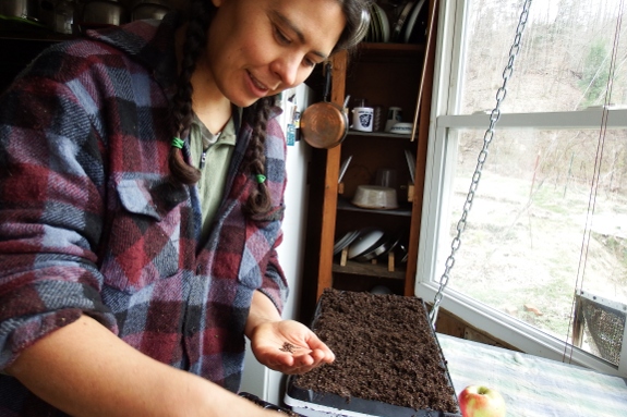 planting Blue Wind broccoli seeds for Spring garden