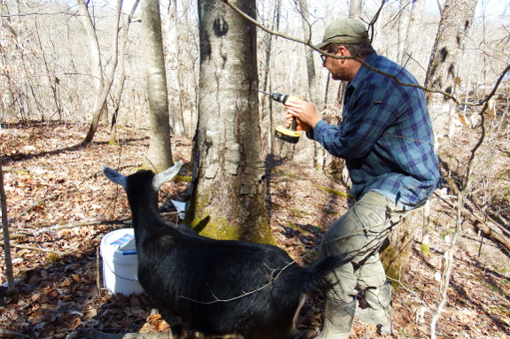 Tree tapping with goat
