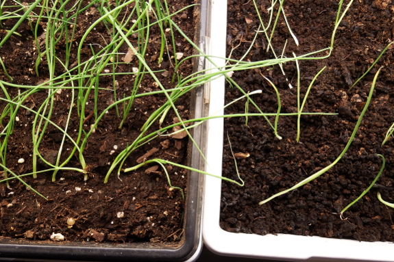 Onion seedling comparison