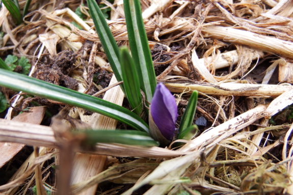 First crocus